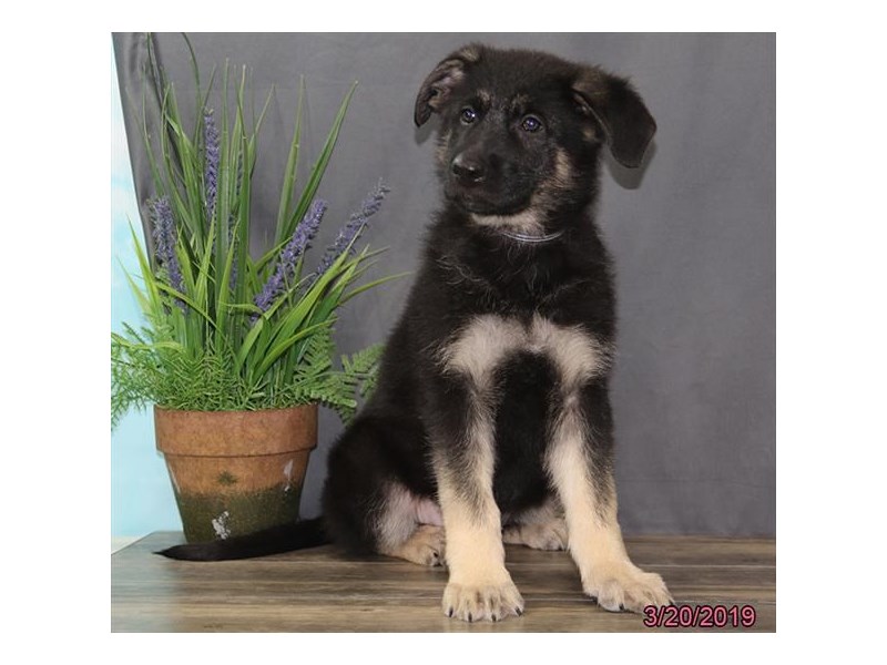 German Shepherd Dog
