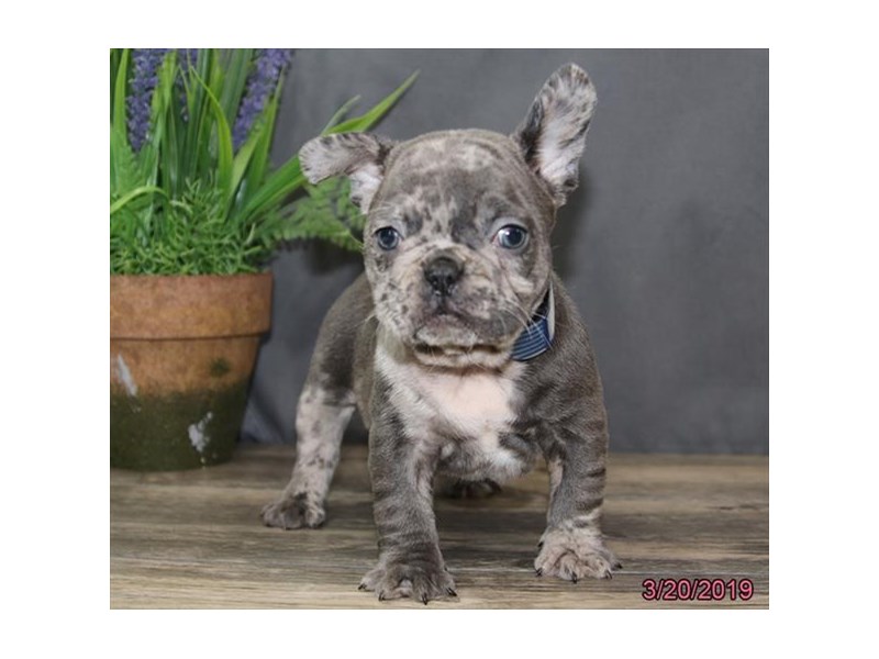 French Bulldog