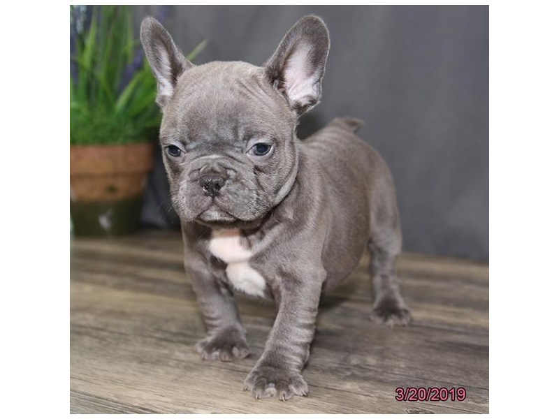 French Bulldog
