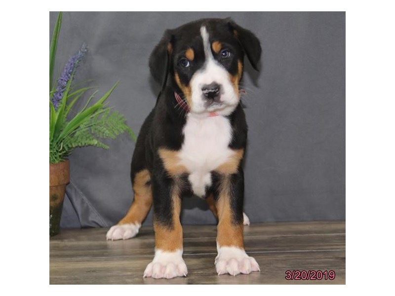 Greater Swiss Mountain Dog