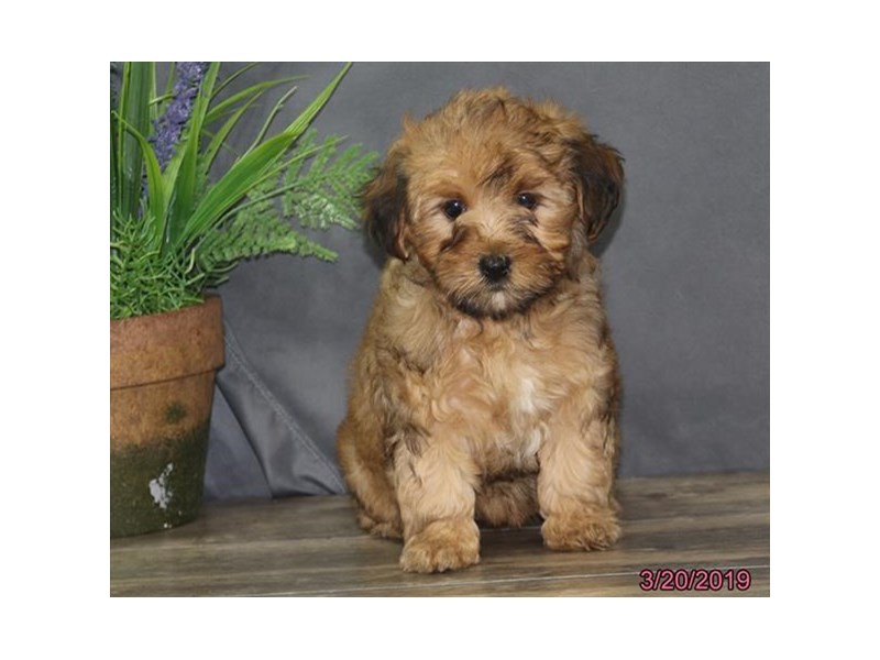 Yorkie Poo