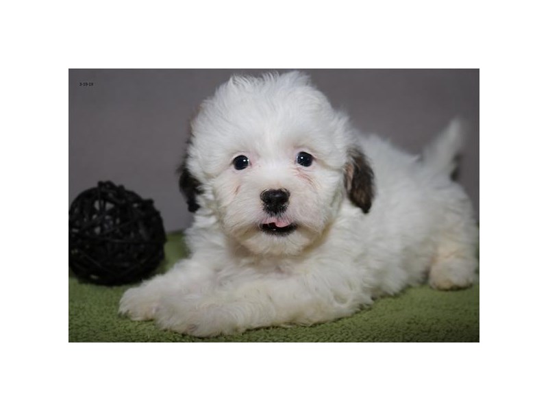 Shih Tzu/Bichon