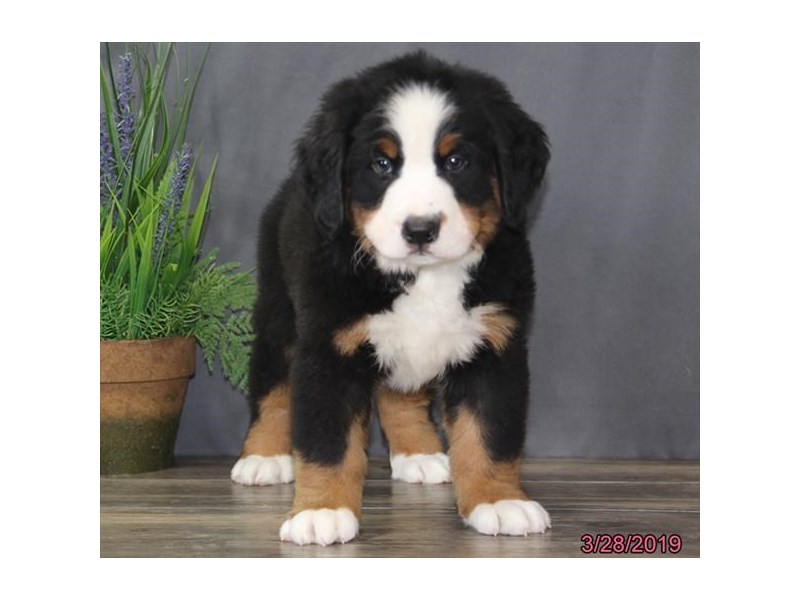 Bernese Mountain Dog