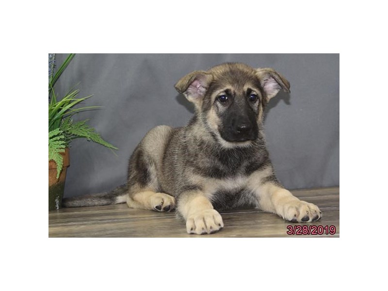 German Shepherd Dog