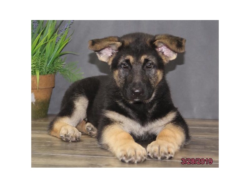 German Shepherd Dog