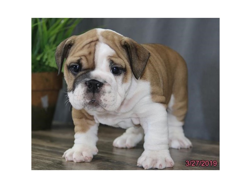 Bulldog