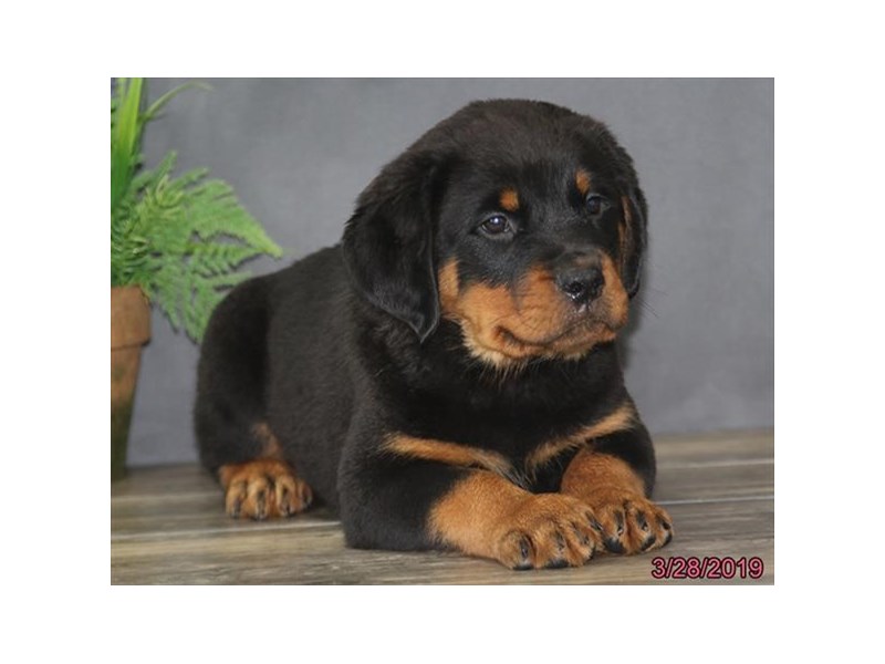 Rottweiler