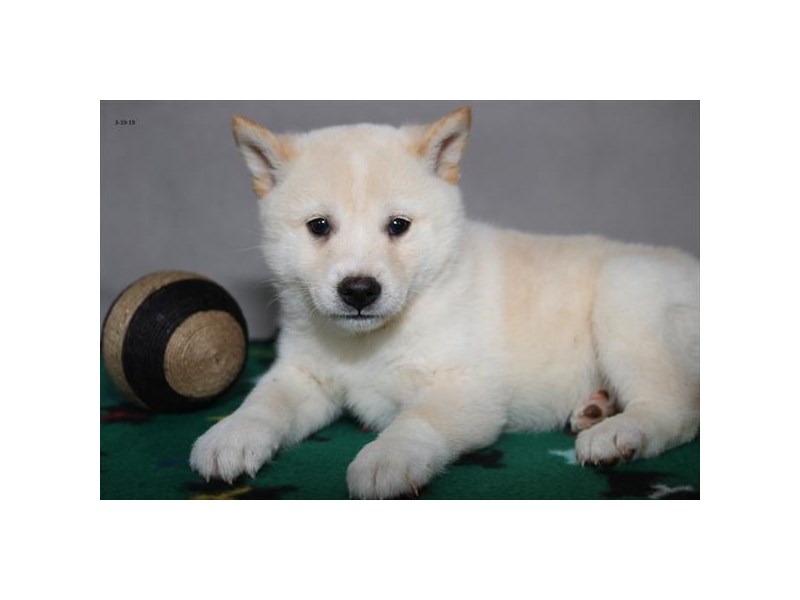 Shiba Inu Dog Female Cream 2319272 Petland Carriage Place