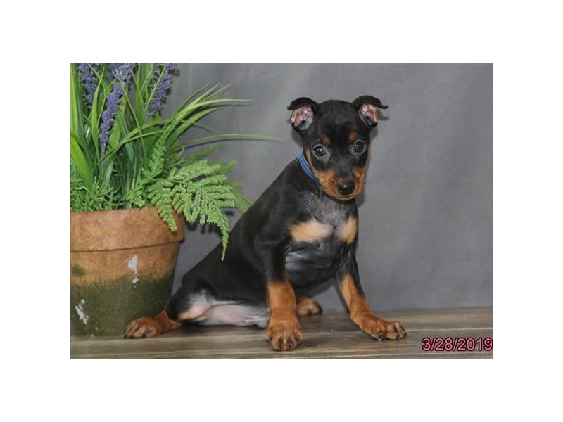 Miniature Pinscher