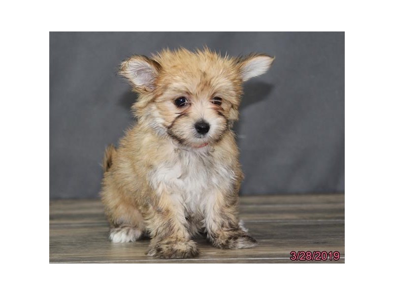 Morkie