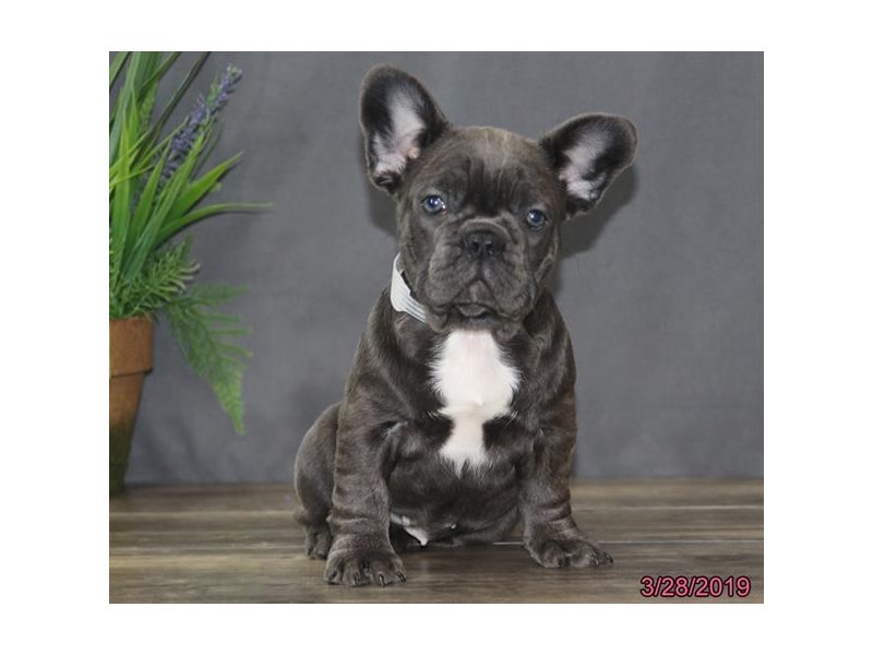 French Bulldog