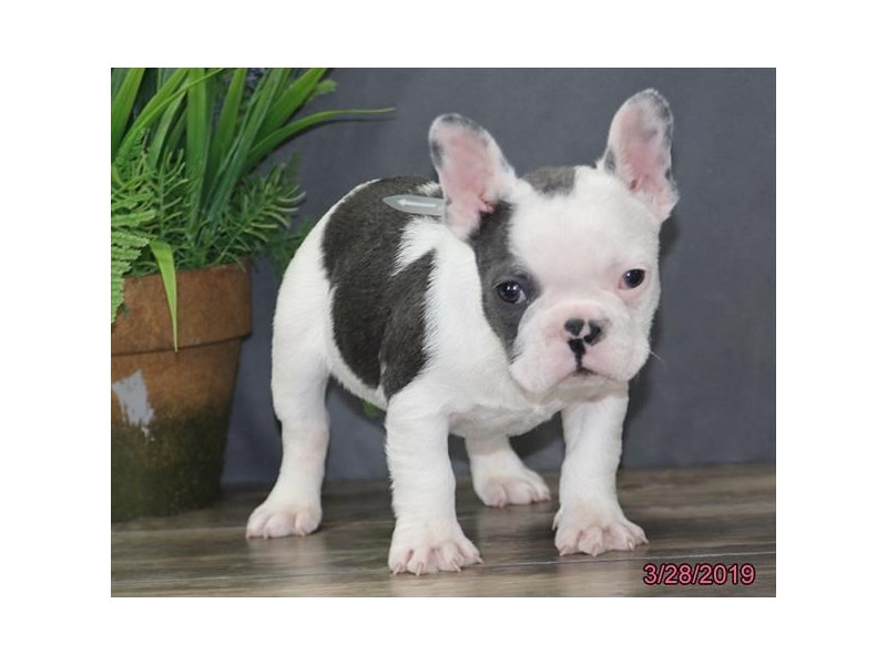 French Bulldog
