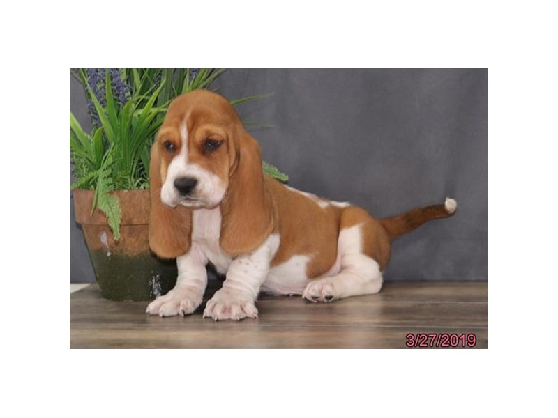 female basset hound for sale