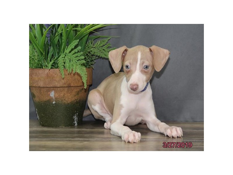 Italian Greyhound