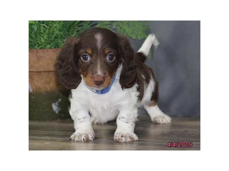 Dachshund
