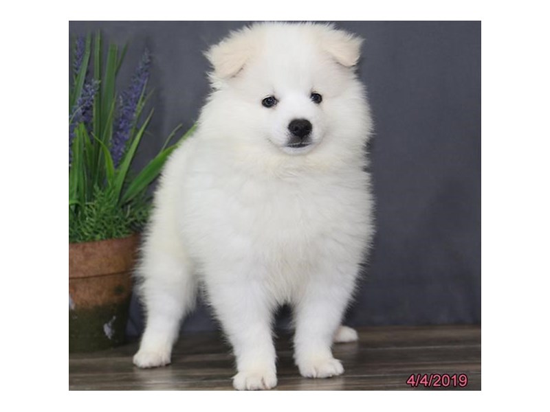 American Eskimo Dog