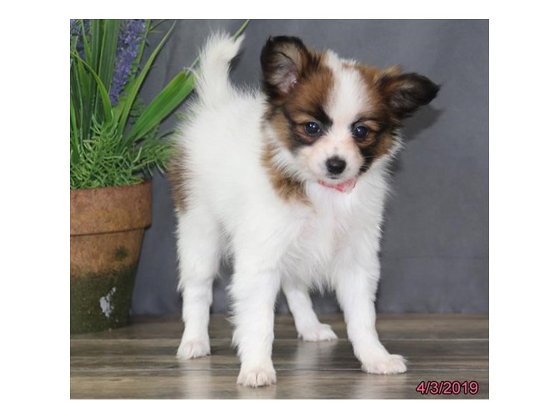 Papillon