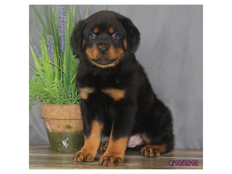 Rottweiler