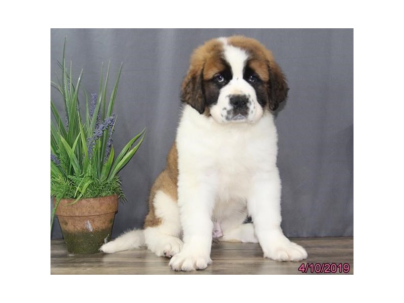 Saint Bernard