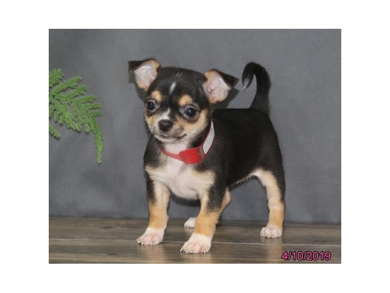 Chihuahua