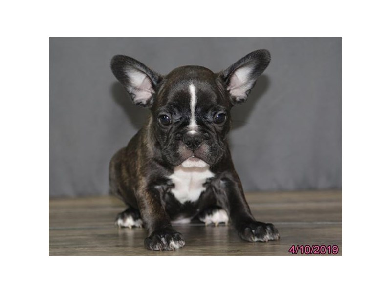 French Bulldog