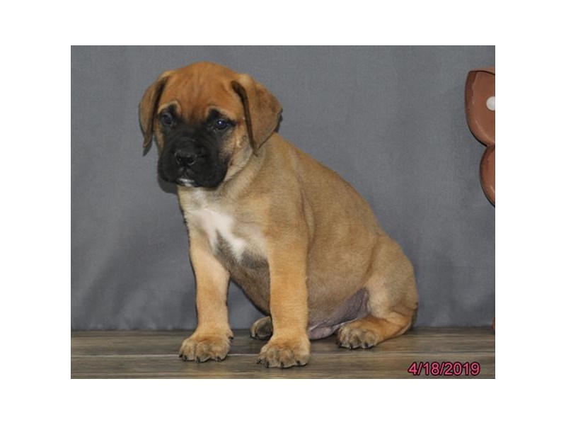 Bullmastiff