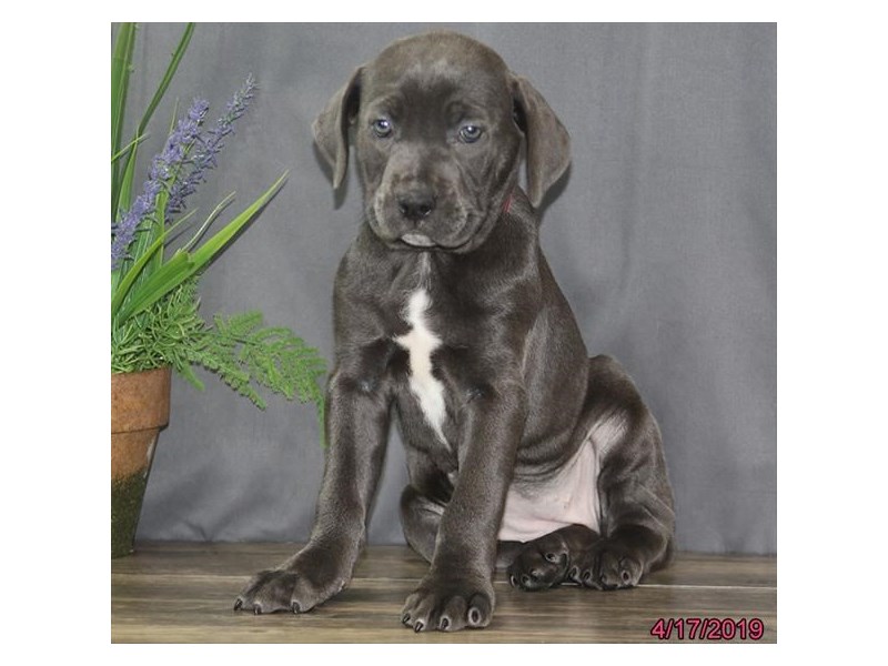 Cane Corso