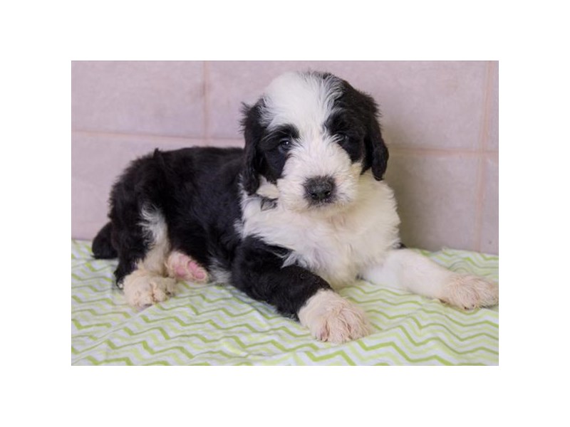 Sheepadoodle
