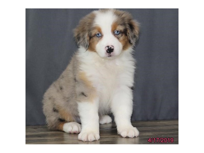 Australian Shepherd