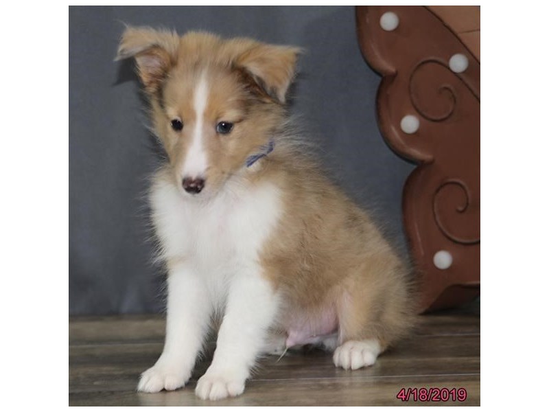 Shetland Sheepdog