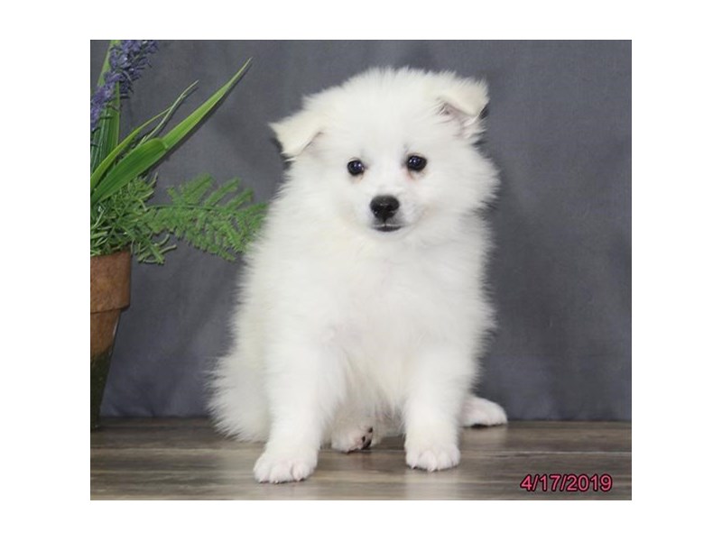 American Eskimo Dog