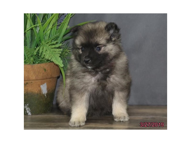 Keeshond