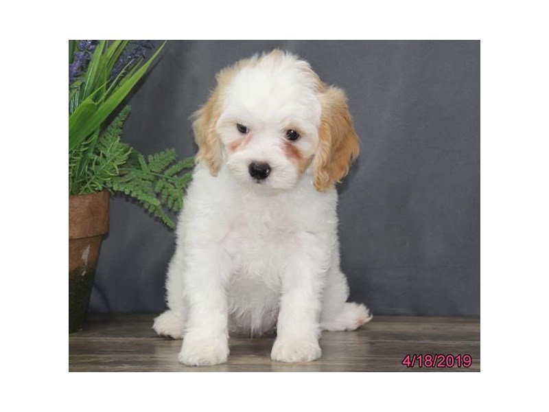 Cavapoo