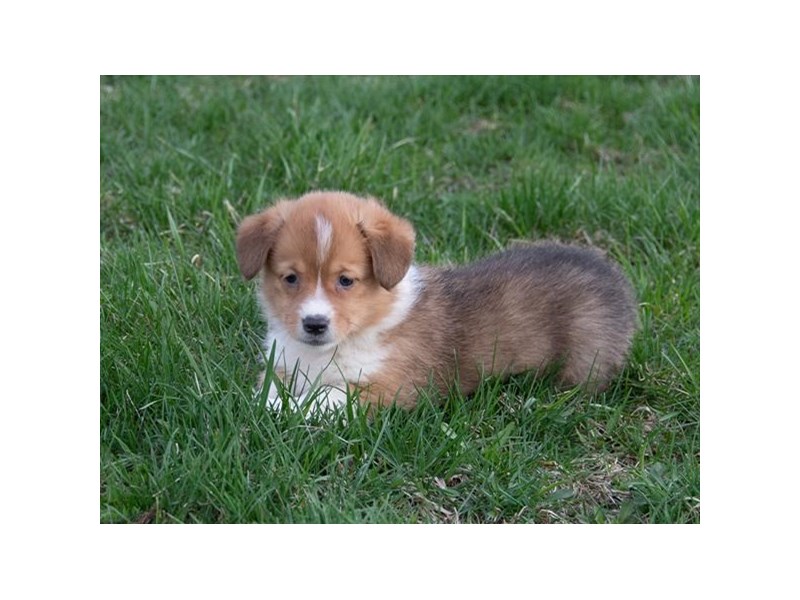Pembroke Welsh Corgi