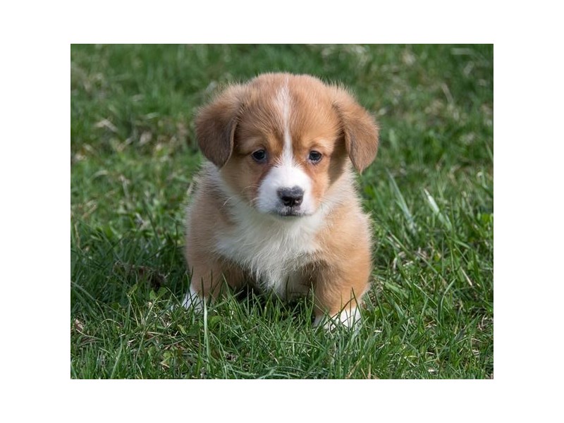 Pembroke Welsh Corgi