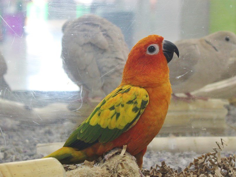Red Factor Sun Conure
