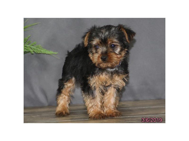 Yorkshire Terrier