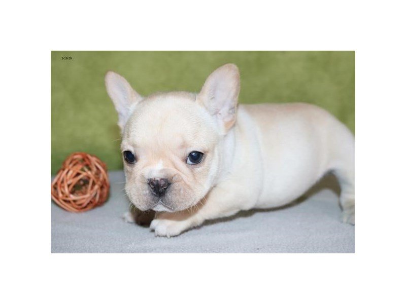 French Bulldog