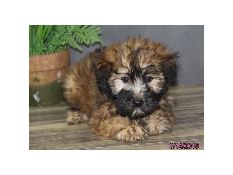 Soft Coated Wheaten Terrier
