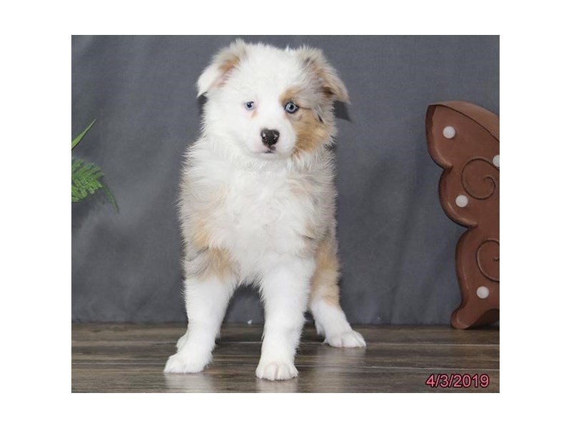Miniature Australian Shepherd