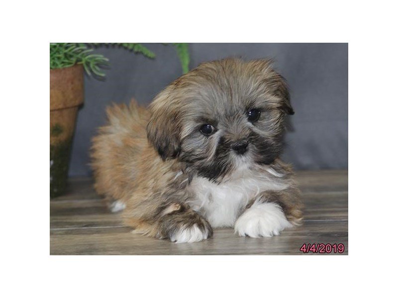 Lhasa Apso