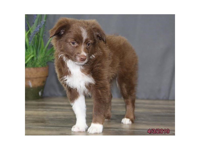 Miniature Australian Shepherd