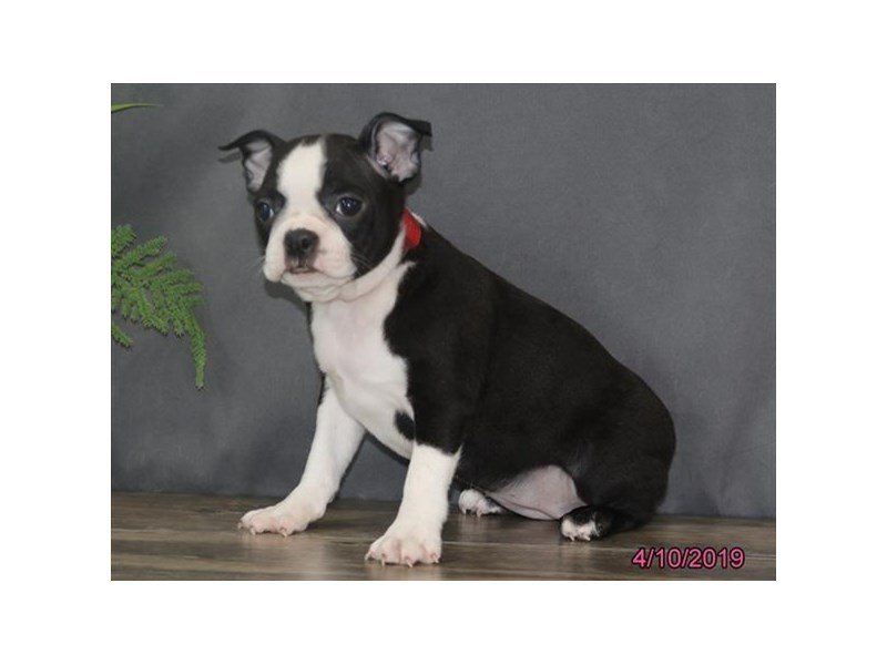 Boston Terrier