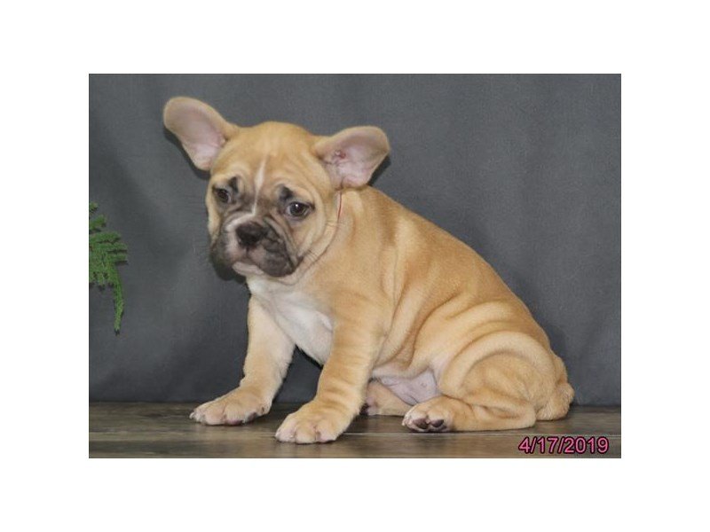 French Bulldog
