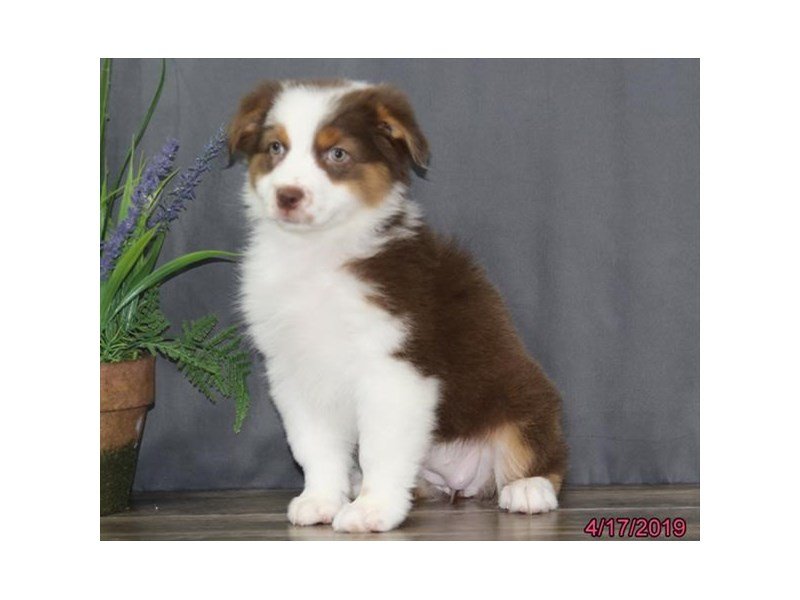 Australian Shepherd
