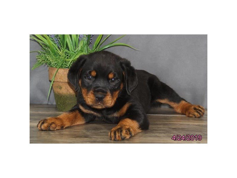 Rottweiler