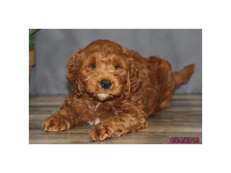 Goldendoodle Mini 2nd Gen