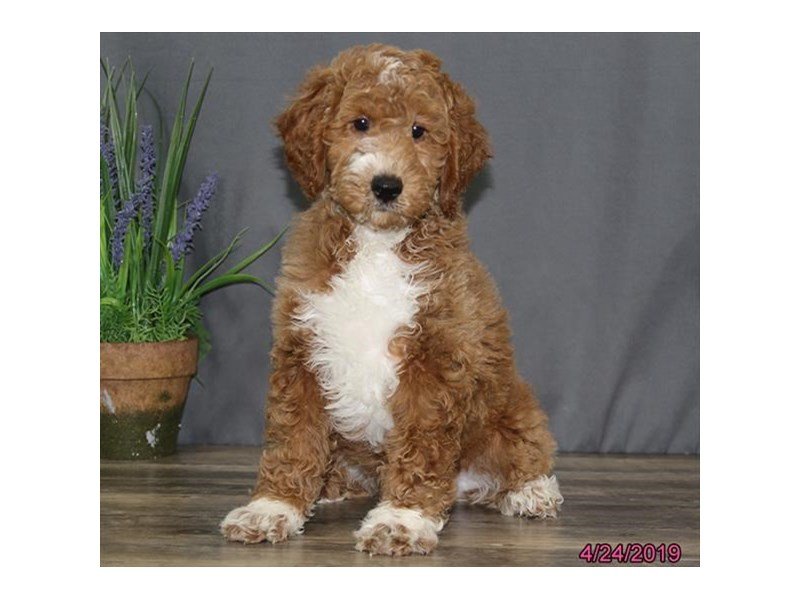 Goldendoodle 2nd Gen