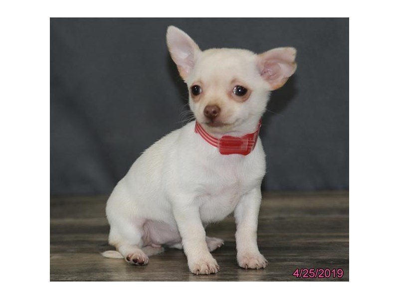 Chihuahua