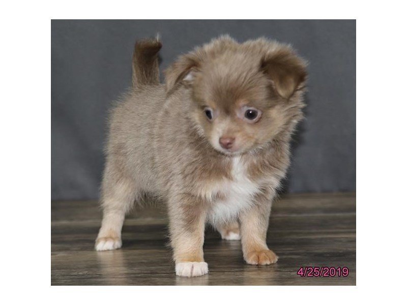 Chihuahua Dog Female Blue Fawn 2340241 Petland Carriage Place Chihuahua Dog Female Blue Fawn 2340241